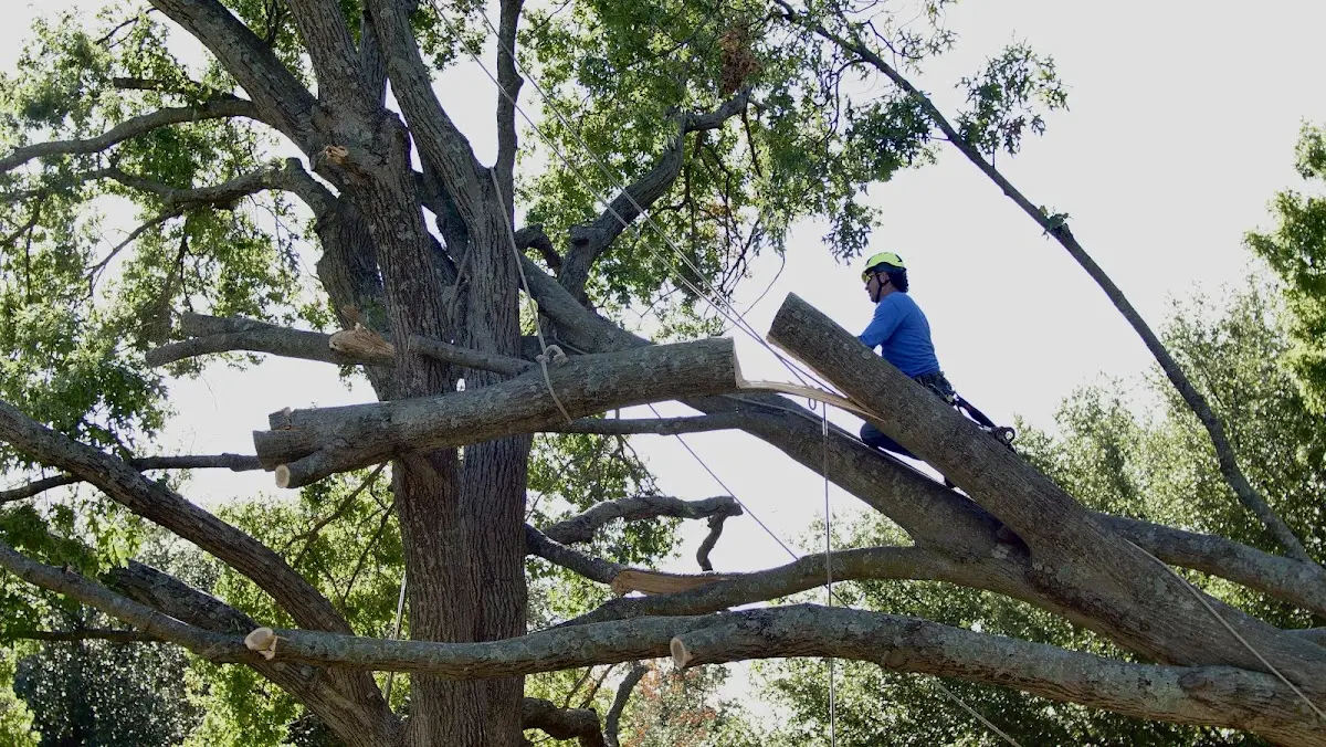 Professional Hazardous Tree Removal performed by certified arborists in Milpitas